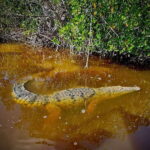 ECOSAFARI - Practical Details & Tips