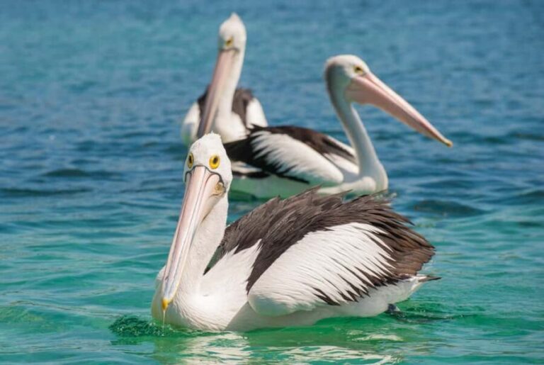 Eden: Sapphire Coast 4 Hour Shore Excursion - Exploring the Sapphire Coast in Four Hours: What to Expect