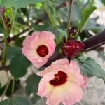 Edible Hibiscus Guided Farm Tour (Big Island) - Who Should Join This Tour?