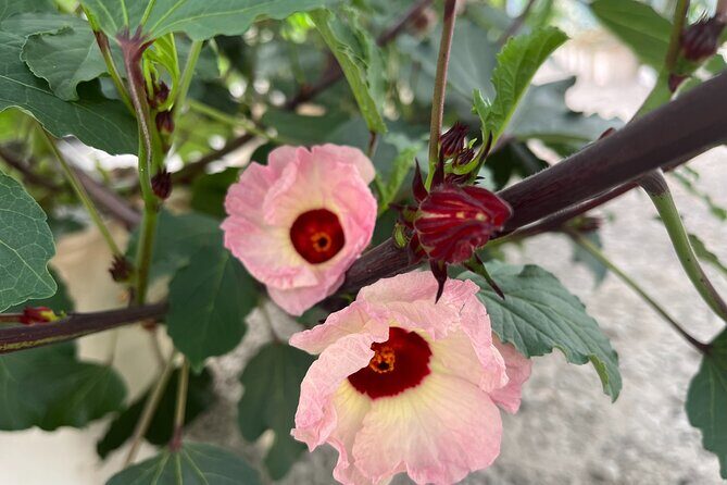 Edible Hibiscus Guided Farm Tour (Big Island) - Who Should Join This Tour?