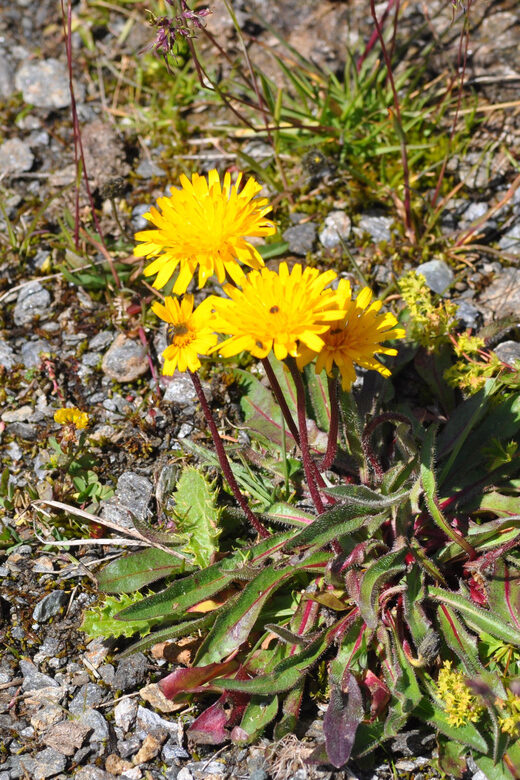 EDIBLE SPONTANEOUS PLANTS - Exploring the Edible Plants Tour: A Practical Guide