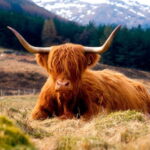 Edinburgh: Balmoral Castle and Scone Palace Royal Tour - Who Will Love This Tour?