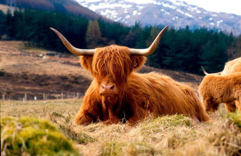 Edinburgh: Balmoral Castle and Scone Palace Royal Tour - Who Will Love This Tour?