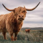 Edinburgh: Loch Ness, Inverness & Highlands Tour in Spanish - In-Depth Look at the Experience