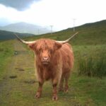 Edinburgh: Private Loch Ness Glencoe and The Highlands Tour - A Deep Dive into the Experience