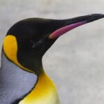 Edinburgh Zoo Entrance Ticket - Who Will Enjoy Edinburgh Zoo?