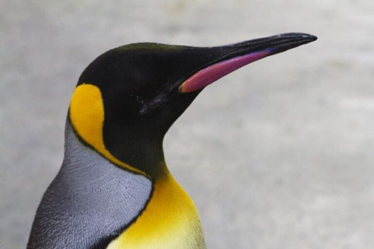 Edinburgh Zoo Entrance Ticket - Who Will Enjoy Edinburgh Zoo?