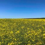 Edinburgh's Landscapes Tours with a Local Guide: Private & Personalized - FAQs