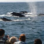 Educational Whale Watching Tour from Perth - An In-Depth Look at the Whale Watching Experience