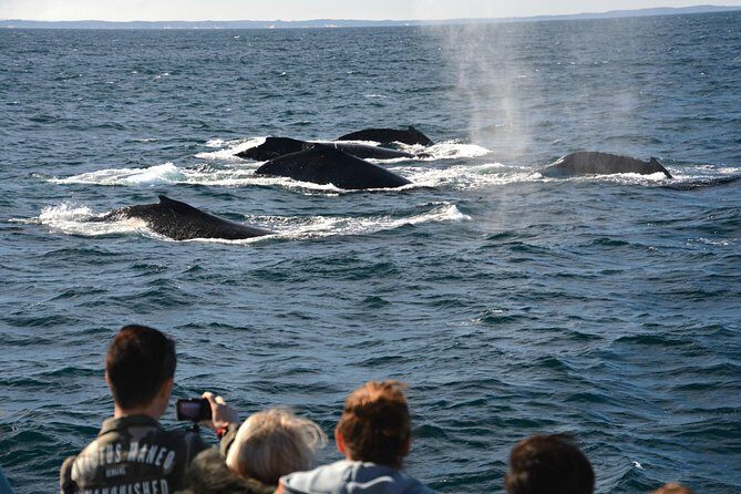 Educational Whale Watching Tour from Perth - An In-Depth Look at the Whale Watching Experience