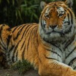 Eindhoven Zoo Entry Ticket - Final Thoughts