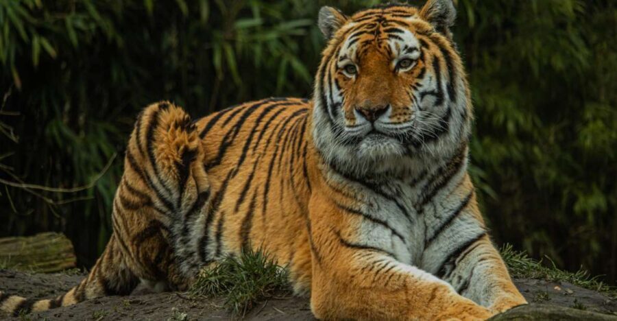 Eindhoven Zoo Entry Ticket - Final Thoughts