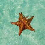 El cielo Cozumel From Cancún and round Transfer with Lunch - Transportation and Logistics: What You Should Know