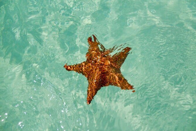 El cielo Cozumel From Cancún and round Transfer with Lunch - Transportation and Logistics: What You Should Know