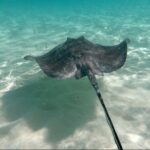 El Cielo Palancar and Columbia Snorkeling Tour - Final Thoughts