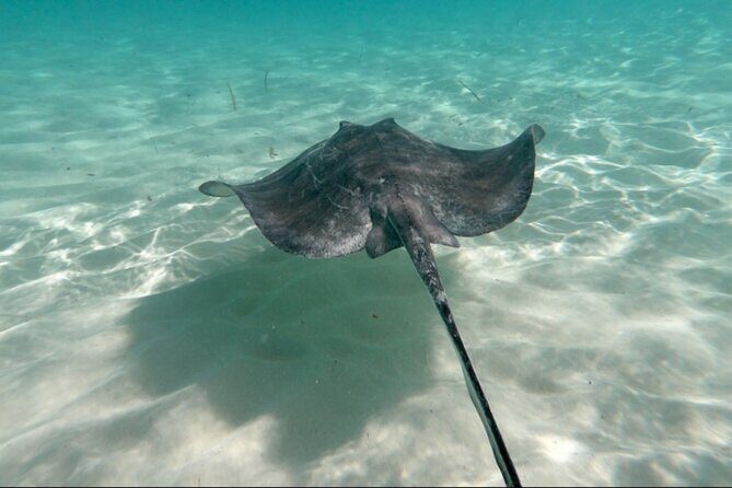 El Cielo Palancar and Columbia Snorkeling Tour - Final Thoughts