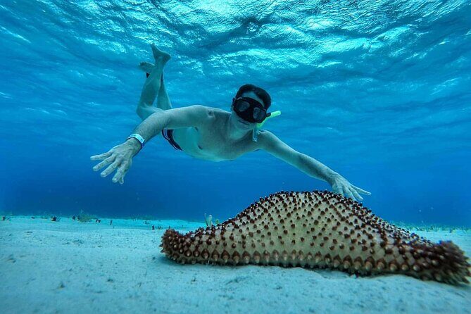 El Cielo the Breathtaking Snorkel Tour of Cozumel Cielito Beach & Lunch Included - Exploring the Snorkel Tour of Cozumel: What You Need to Know