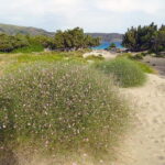 Elafonisi Bay - PINK COLOR SAND BEACH - Authentic Experiences and Practical Insights