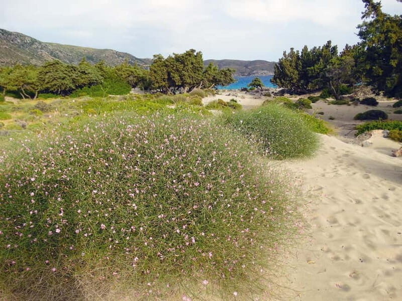 Elafonisi Bay - PINK COLOR SAND BEACH - Authentic Experiences and Practical Insights
