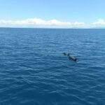 Elba Island boat trips - In-Depth Review: What You Can Expect from the Elba Boat Trip