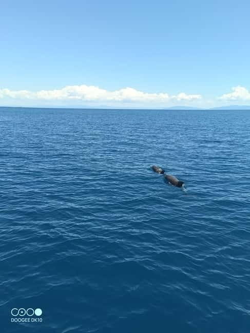 Elba Island boat trips - In-Depth Review: What You Can Expect from the Elba Boat Trip