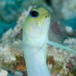 Set out on a Professional and Passionate Scuba Diving Adventure!" - Final Thoughts: Is This Dive Experience Right for You?