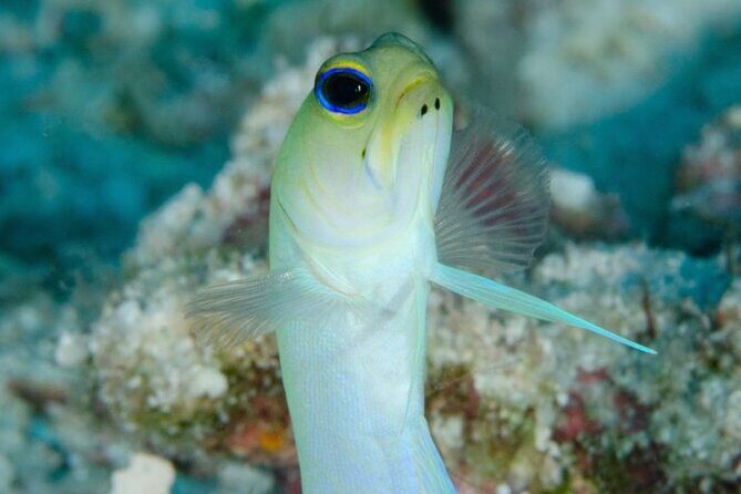 Set out on a Professional and Passionate Scuba Diving Adventure!" - Final Thoughts: Is This Dive Experience Right for You?