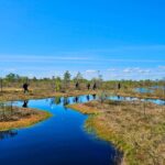 emeri Bogs Adventure: Explore Wetlands In Bog Shoes - The Experience You’ll Have in Kemeri
