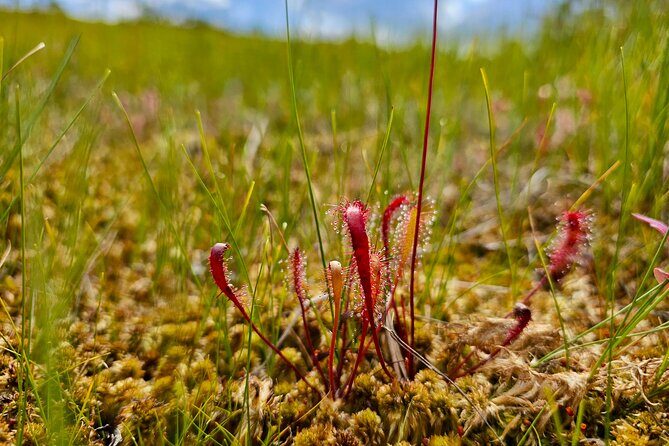 emeri Great Bog Discovery With Optional Sunrise & Jrmala Visit - The Practical Aspects: Transportation, Group Size, and Value