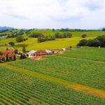 Enjoy a meal with wine tasting in the vineyard of Podere Casanova - How does the experience flow?