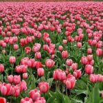Enjoy the tulip fields by bicycle with a local guide! Tulip bike tour! - Discovering the Lisse Tulip Bicycle Tour