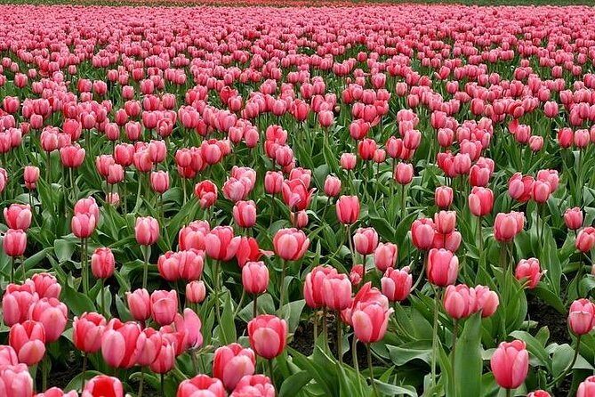 Enjoy the tulip fields by bicycle with a local guide! Tulip bike tour! - Discovering the Lisse Tulip Bicycle Tour