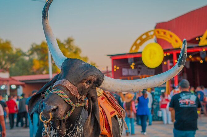 Entrance and transfer to the Texcoco International Horse Fair26 - Frequently Asked Questions