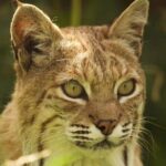 Entry ticket to Hoo Zoo and Dinosaur World in Telford - An In-Depth Look at Hoo Zoo and Dinosaur World