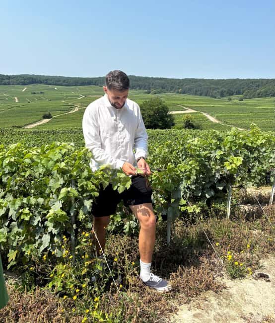 Epernay : Atypical Champagne tasting with a great view - What to Expect on the Tour