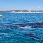 Epic Kayak With Dolphins & Wildlife - 4WD Beach Adventure Noosa - The Water Experience: Kayaking and Wildlife Spotting