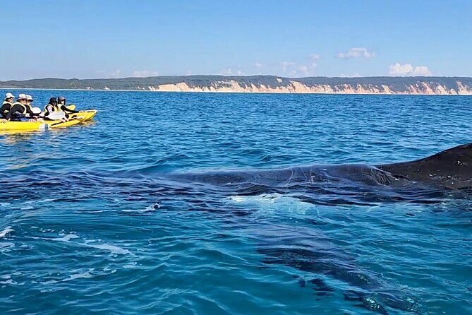 Epic Kayak With Dolphins & Wildlife - 4WD Beach Adventure Noosa - The Water Experience: Kayaking and Wildlife Spotting