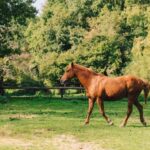Equicoaching - experience the connection with horses in Normandy - Why Horses Are Such Unique Guides