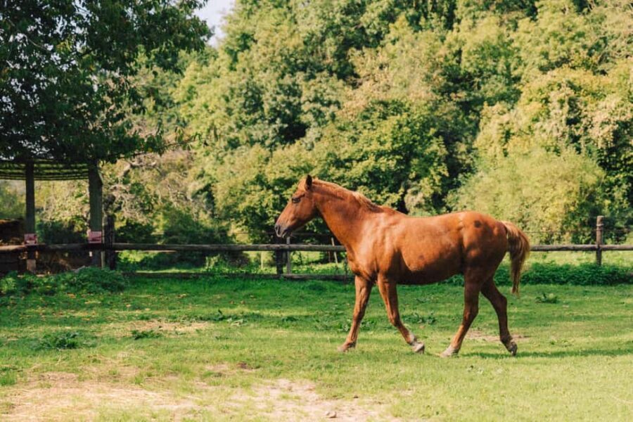 Equicoaching - experience the connection with horses in Normandy - Why Horses Are Such Unique Guides