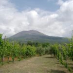 Ercolano vineyards, view cellar wine tasting and brunch - The Sum Up: Who Should Consider This Tour?