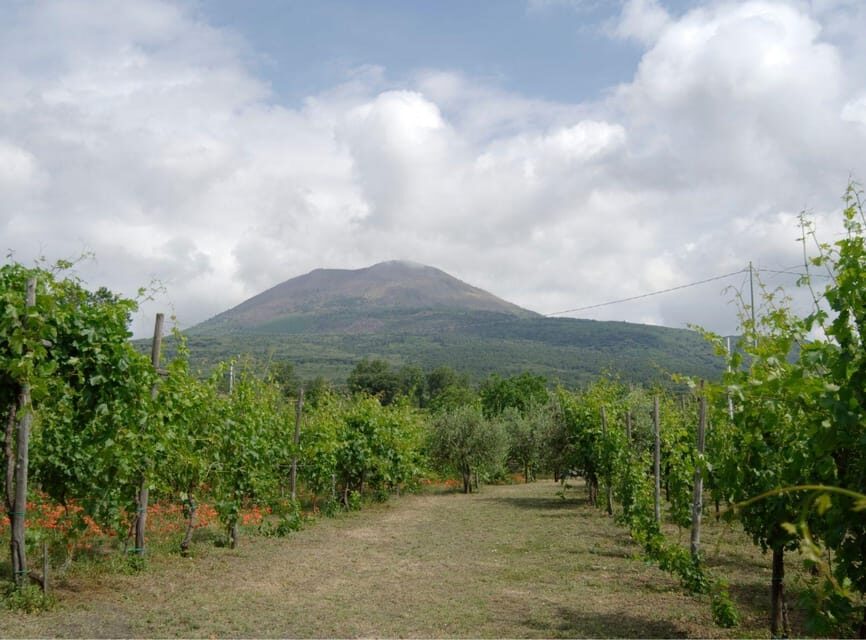Ercolano vineyards, view cellar wine tasting and brunch - The Sum Up: Who Should Consider This Tour?