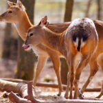 Erfurt: Erfurt Zoo Entry Ticket - A Detailed Look at Erfurt Zoo