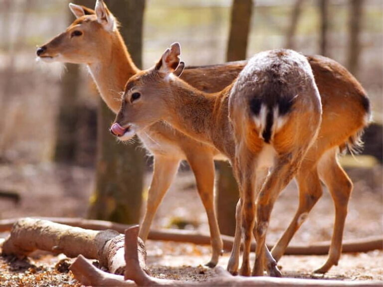 Erfurt: Erfurt Zoo Entry Ticket - A Detailed Look at Erfurt Zoo