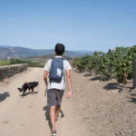 Ervedosa do Douro: Guided Walking Tour with Picnic Lunch - A Detailed Breakdown of the Itinerary