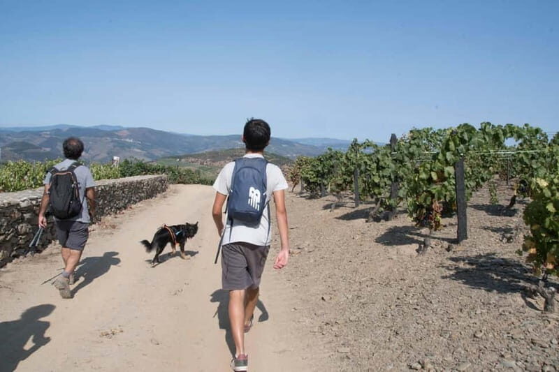 Ervedosa do Douro: Guided Walking Tour with Picnic Lunch - A Detailed Breakdown of the Itinerary