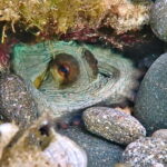 Es Grau:Private Snorkeling Experience with Picnic and Drinks - Practical Details and Considerations