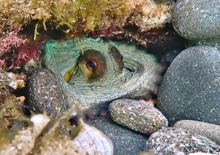 Es Grau:Private Snorkeling Experience with Picnic and Drinks - Practical Details and Considerations