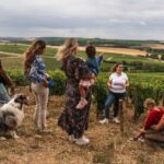 Escapade and tasting in the Chablis vineyards - A comprehensive look at the Chablis Vineyard Tour