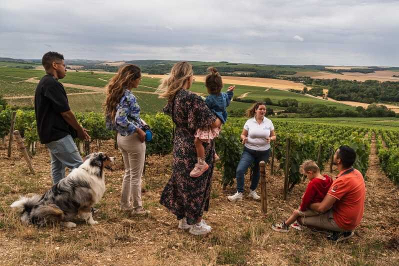 Escapade and tasting in the Chablis vineyards - A comprehensive look at the Chablis Vineyard Tour