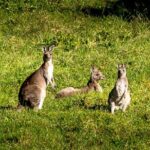 Escape Sydney: Sea Cliff Bridge, Wildlife, Kiama Coast Private - Wildlife and Nature Highlights